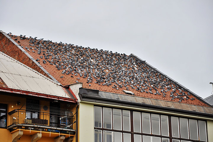 A2B Pest Control are able to install spikes to deter birds from roofs in Hither Green. 