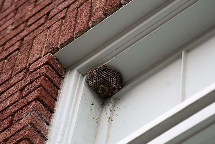 We provide a wasp nest removal service for domestic and commercial properties in Hither Green.